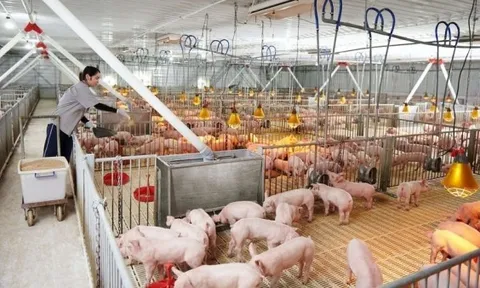 Giá heo hơi hôm nay 22/4: ‘Lặng sóng’ trên cả 3 miền, dao động quanh mức 63.000 – 69.000 đồng/kg