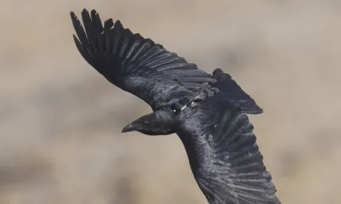 Quạ đuôi xòe đối mặt nguy cơ tử vong cao