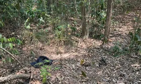 Điều tra vụ phát hiện thi thể nam giới trên bãi đất trống giữa rừng phòng hộ