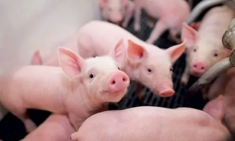 Giá heo hơi hôm nay 26/4: Ổn định trên cả 3 miền dịp nghỉ lễ, vùng giá giao dịch từ 63.000 - 69.000 đồng/kg