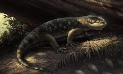 Morocco: Phát hiện dấu chân thằn lằn cổ đại quý hiếm từ kỷ Jura