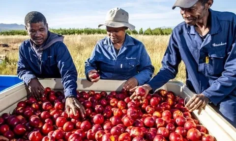 Tình hình xuất khẩu: Trái cây Nam Phi giữ đầu ra tại Trung Đông; sầu riêng Thái Lan gặp khó; tôm Indonesia lấy lại chìa khóa vào Mỹ