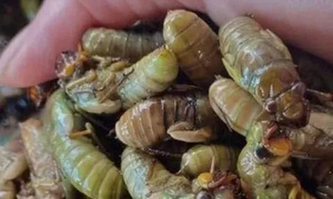 Cấp cứu khẩn lúc nửa đêm sau khi ăn ve sầu