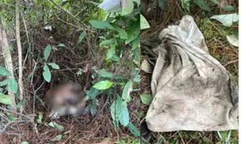 Phát hiện thi thể người đàn ông trên núi nghi là nghi phạm liên quan vụ án giết người