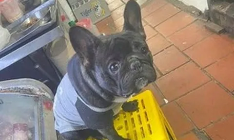 Vướng vòng lao lý vì lý do khó ngờ: Cướp lại chó Pitbull thất lạc