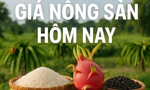 Giá nông sản hôm nay 22/5/2026: Giá cà phê tăng mạnh, có thể thiếu hụt robusta; Cảnh báo từ chuyên gia dầu mỏ khi đàm phán Mỹ-Iran vào giai đoạn cuối