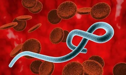Chưa có vaccine chủng Ebola mới, Bộ Y tế khẩn cấp lên phương án ứng phó