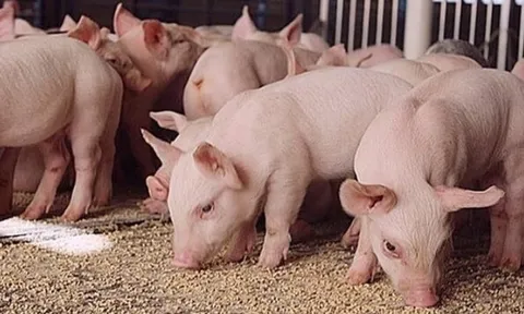 Giá heo hơi hôm nay 26/5: Miền Bắc và Trung - Tây Nguyên tăng nhẹ, miền Nam đi ngang