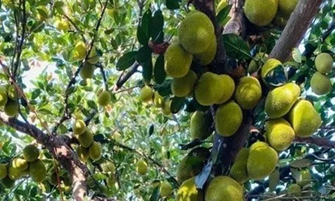 Cận cảnh cây mít tố nữ 'mất mùa vẫn có 400 quả' gây bão mạng ở Đà Nẵng