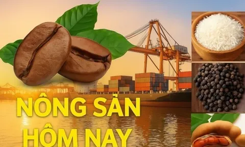 Giá nông sản hôm nay 8/6/2026: Giá cà phê giảm sâu liên tiếp, áp lực bán tiếp tục tăng mạnh; Giá dầu tăng vọt, OPEC+ có thể sắp quyết tăng nguồn cung