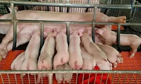 Giá heo hơi hôm nay 15/6: Thị trường lặng sóng, dao động trong khoảng 62.000 - 68.000 đồng/kg