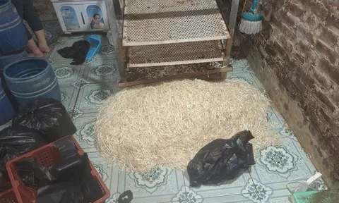 Hưng Yên: Khởi tố đối tượng sử dụng chất cấm sản xuất gần 800kg giá đỗ tuồn ra thị trường
