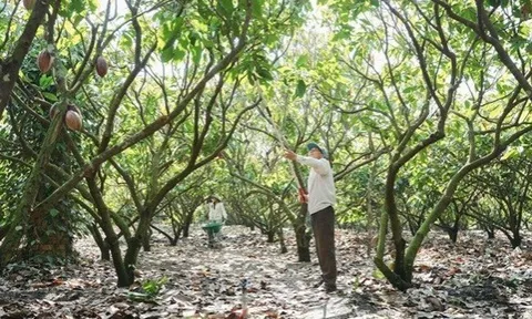 Từ phụ phẩm cacao đến hướng đi cho nông nghiệp xanh và phát triển bền vững
