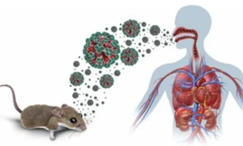 Bộ Y tế thông tin về dịch bệnh do virus Hanta