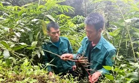 Phát triển kinh tế dưới tán rừng tạo sinh kế cho người dân