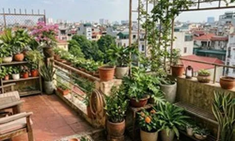 Lời khuyên khi đặt nhiều chậu cây trên ban công, sân thượng