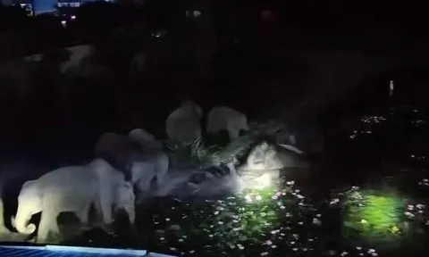 50 con voi hoang dã kéo vào khu dân cư ở Vân Nam, Trung Quốc