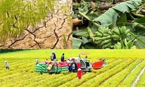 Nâng mức hỗ trợ phí bảo hiểm nông nghiệp
