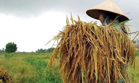 Nâng mức hỗ trợ phí bảo hiểm nông nghiệp tới 95%