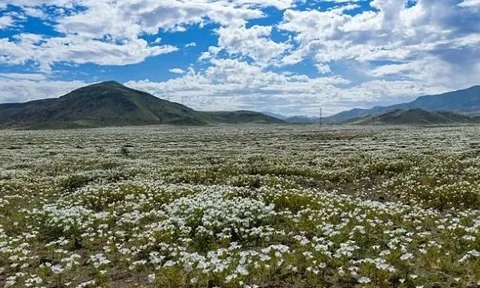 Sa mạc nở hoa sau mưa lớn kỷ lục do El Niño tại Chile