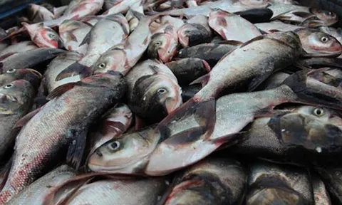 Loài cá thường bị chê vì mùi tanh nhưng lại là “kho báu” Omega-3 cực tốt cho sức khỏe