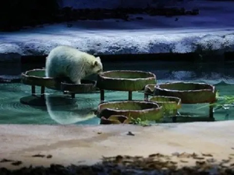 Night Safari chính thức trở lại, với sân khấu, dàn diễn viên và nội dung hoàn toàn mới.