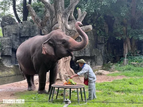 Thảo Cầm Viên Sài Gòn: Mừng thọ "lão bà" Voi Chuông 65 tuổi