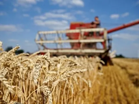 Ukraine: Lệnh cấm nhập khẩu ngũ cốc của một số nước EU đang đặt thêm 'vũ khí' vào tay ông Putin