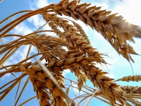 Lo hàng nông nghiệp điêu đứng, 5 nước EU tiếp tục làm điều này với Ukraine