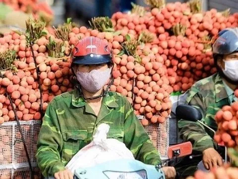 Xuất khẩu ngày 2-4/6: 4 tháng đầu năm 2023, xuất khẩu sầu riêng tăng gần 6 lần; vì sao vải thiều Việt chưa vào được thị trường Đài Loan?