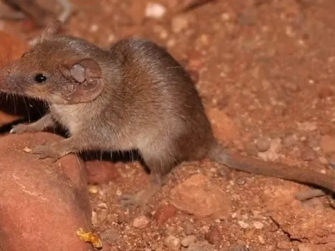 Phát hiện hai loài thú có túi với kích thước nhỏ nhất Australia