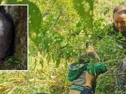 Trung Quốc: Bé gái 3 tuổi an toàn sau khi bị khỉ trên núi bắt cóc