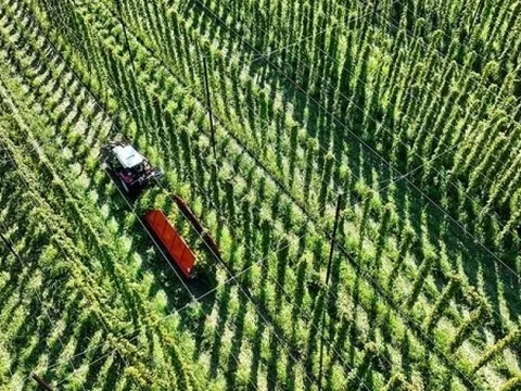 Bia sẽ đổi vị theo... khí hậu?