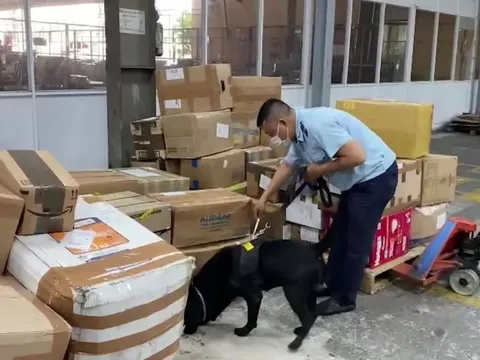Chó nghiệp vụ - ‘trợ thủ’ đắc lực của hải quan trong phòng chống ma túy