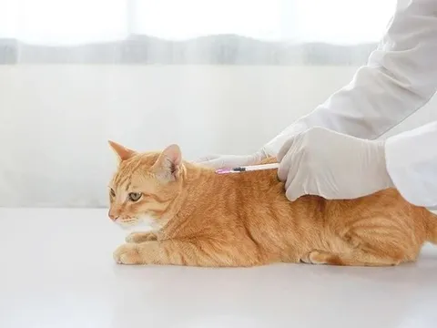 Gia tăng ca tử vong do bệnh dại, Bộ Y tế khuyến cáo cách phòng chống