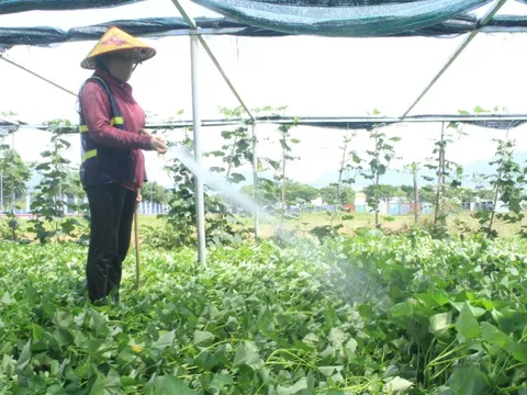 Đà Nẵng: Chủ động ngăn chặn hoạt động đưa người Việt Nam ra nước ngoài trái phép