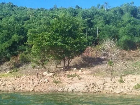 Diễn biến mới vụ cựu bí thư huyện ở Bình Định thâu tóm 138 ha đất rừng