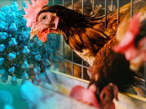 Ghi nhận ca mắc cúm A(H9) đầu tiên ở nước ta