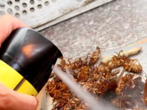 Xử lý nghiêm vi phạm về sản xuất, kinh doanh chế phẩm diệt côn trùng, diệt khuẩn