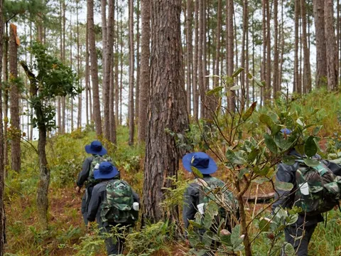 Phát huy tốt các giá trị tổng hợp của hệ sinh thái rừng