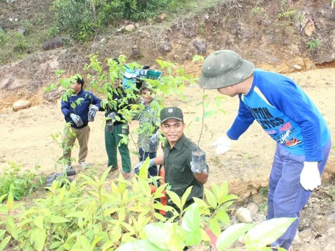 Đà Nẵng đã trồng hơn 1 triệu cây xanh