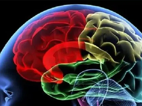 Tìm ra bí mật của đoạn ADN làm nên sự khác biệt của bộ não loài người