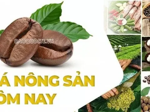Giá nông sản hôm nay 22/8/2025: Thuế quan đối ứng của Mỹ 'hỗ trợ' giá cà phê Việt, cơ hội vàng ở thị trường Campuchia