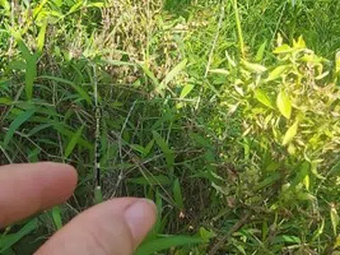 Sống lại một trời ấu thơ
