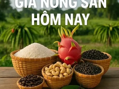 Giá nông sản hôm nay 25/8/2025: Giá cà phê trở lại thời đỉnh cao, Giá tiêu có tín hiệu tốt, Mỹ-Brazil đồng ý đàm phán mức thuế quan 50%