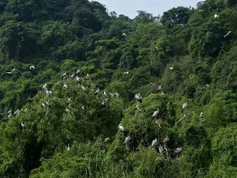 Thung Nham - nơi bảo tồn nhiều loài chim quý