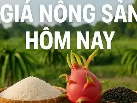 Giá nông sản hôm nay 4/9/2025: Giá cà phê 'bứt tốc' ở châu Âu, Giá tiêu bị đẩy lên cao; Thông tin mới nhất về thuế đối ứng của Mỹ