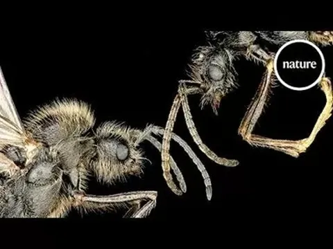 Một kiến mẹ sinh ra 2 loài kiến khác nhau