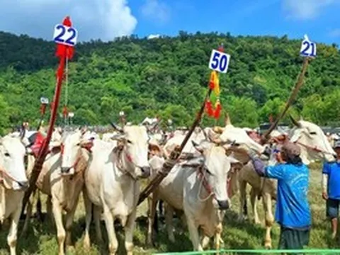 An Giang sẵn sàng Hội đua bò Bảy Núi lần thứ 30