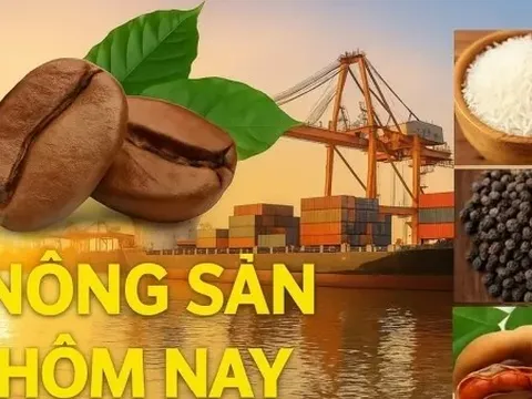 Giá nông sản hôm nay 11/10/2025: Cà phê Việt vụ mới 'bội thu', Tiêu duy trì ở vùng cao, Nga trở thành nước nhập khẩu ròng lương thực